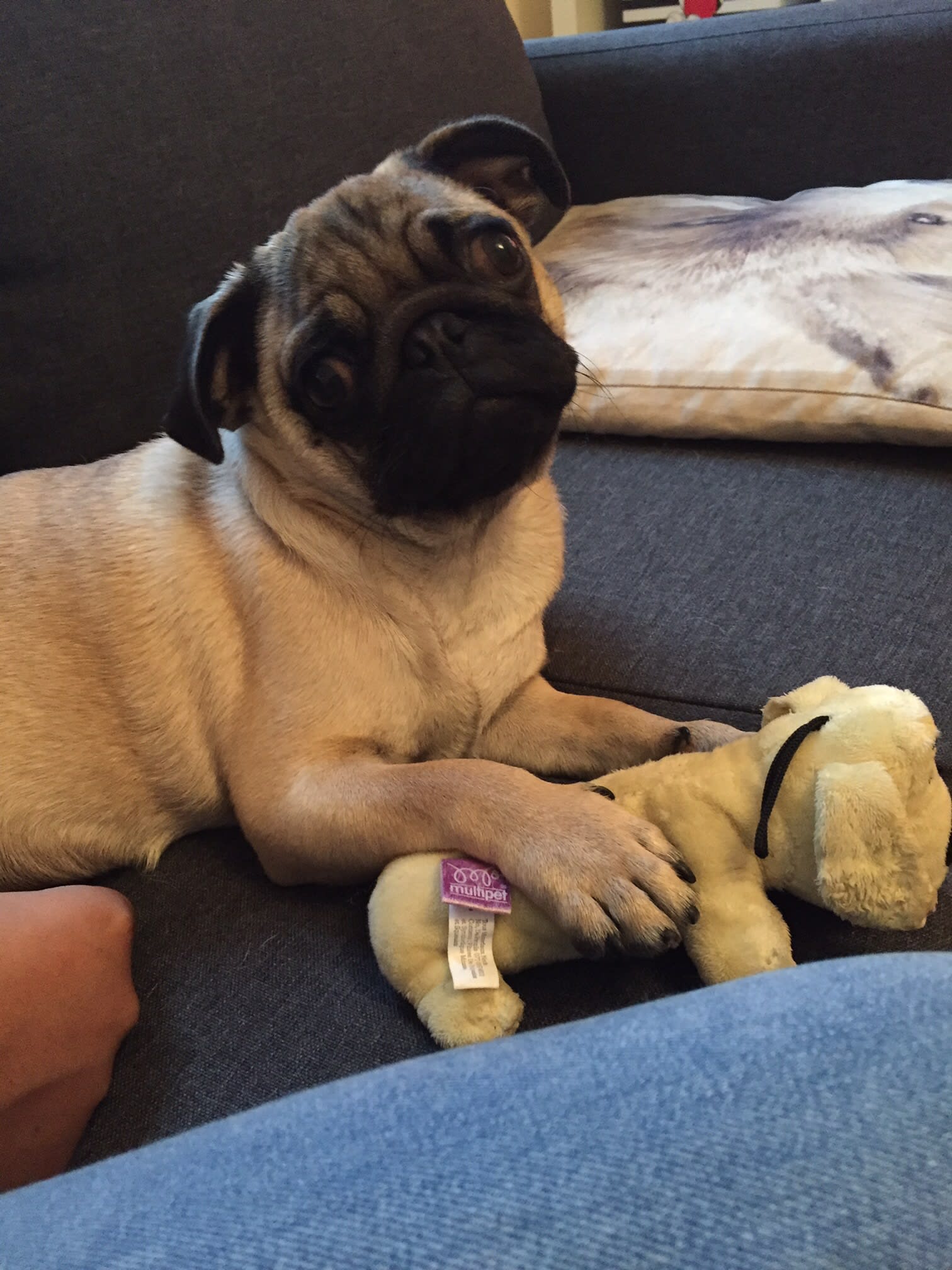Pug