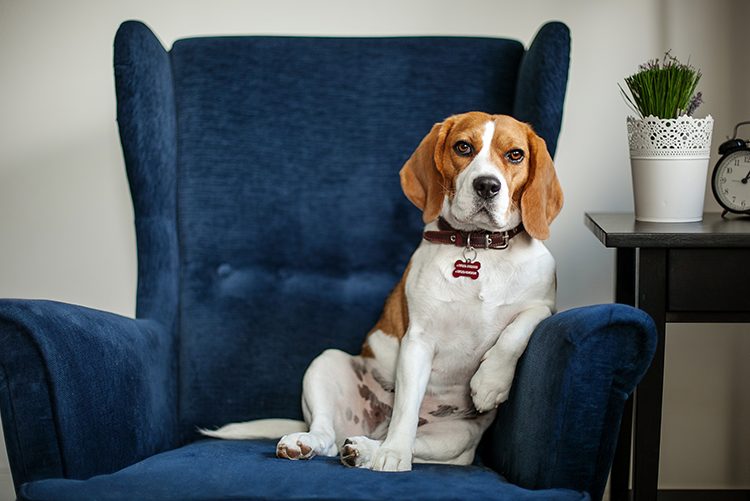 Dog on chair