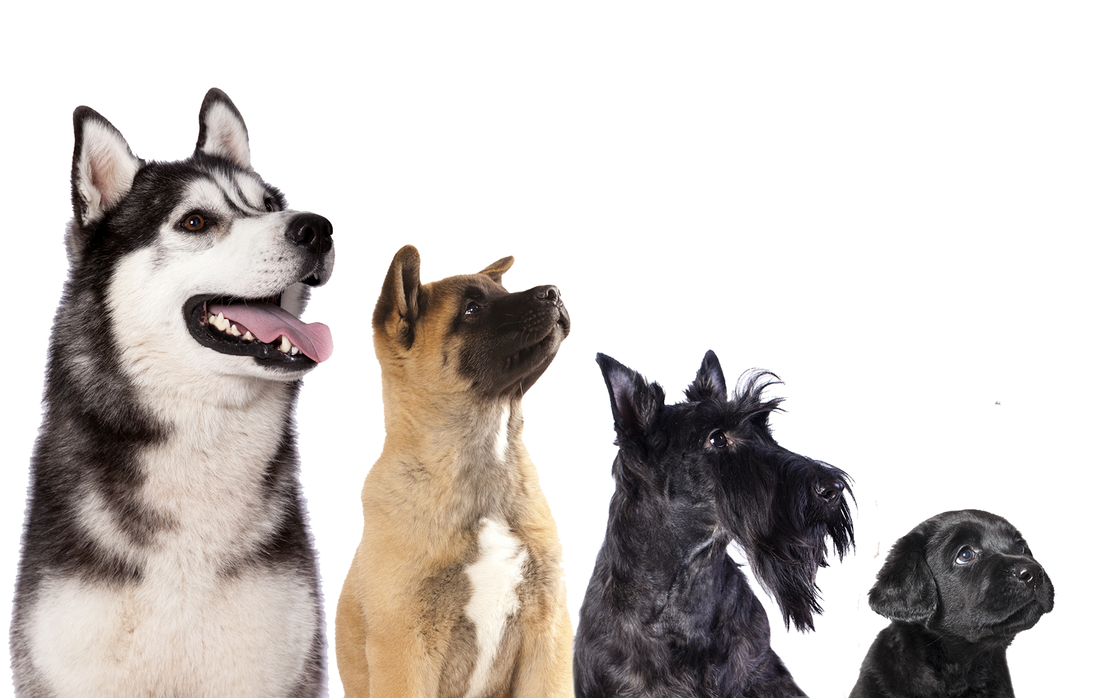 Dog groomers in Kensington Dog groomers in Chelsea Diva Dogs London